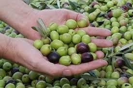 RECOGIDAS DE FRUTOS