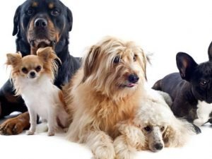 PERROS Y ACCESORIOS