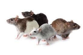 RATAS Y RATONES