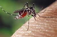 MOSQUITOS