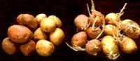 ANTIGERMINATIVOS