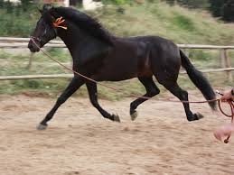 CABALLOS
